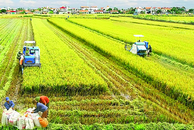 CASTING " QUẢNG CÁO NÔNG NGHIỆP